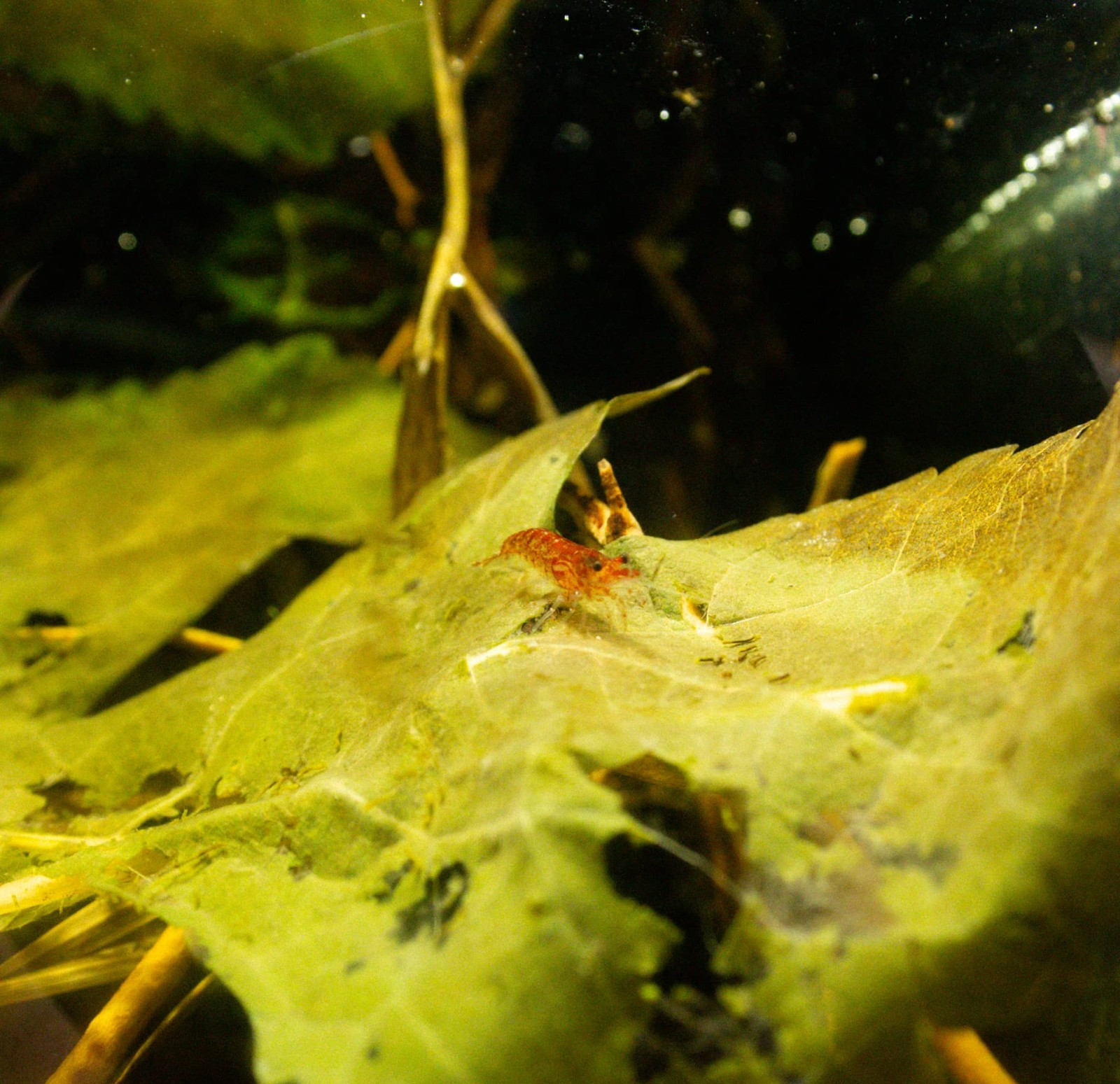 Dried 2.75oz Organic Mulberry Leaves Aquarium Leaf Litter Betta Shrimp Tannin