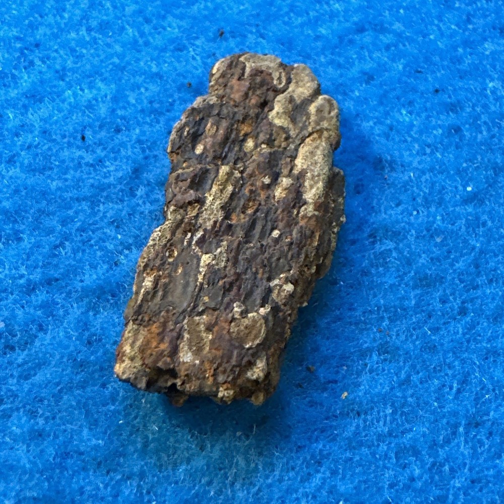 Achelousaurus Extinct Ceratops Dinosaur Bone Fossil in Display Case