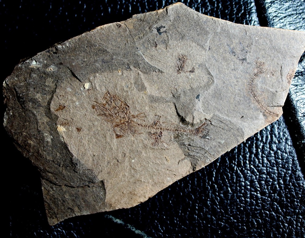 Unknown, undescribed Oligocene fossil fish