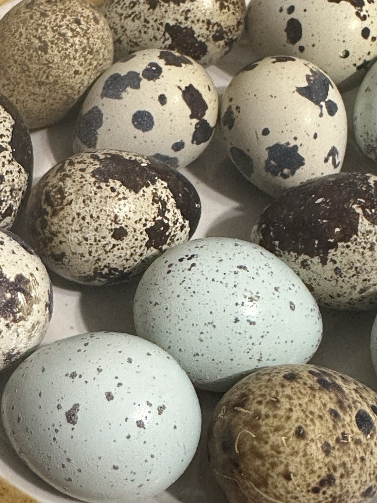 14+ Assorted Rare/Celadon Blue Mix Coturnix Quail Hatching Eggs