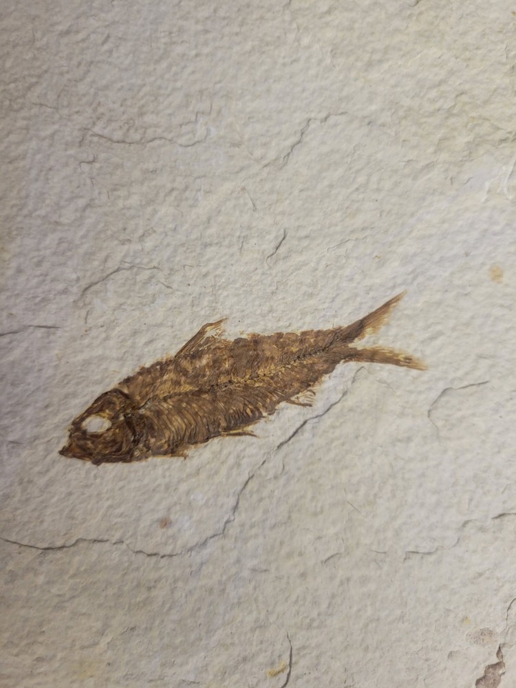 FOSSIL FISH MULTIPLE PLATE (A4)