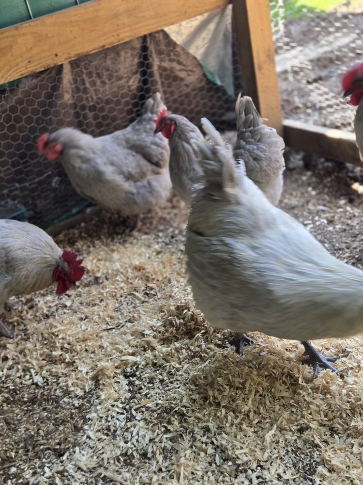 Lavender Orpington Hatching Eggs 12 Plus 2