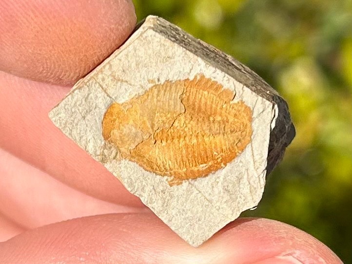 Georgia Fossil Trilobite Aphelaspis brachyphasis Conasauga Formation Cambrian