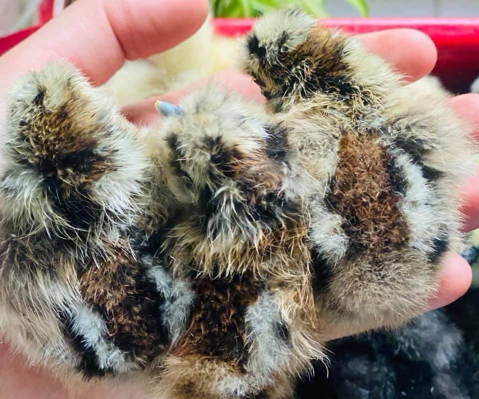 5+1 Silkie Calico Splash/Calico Paint Project Pen Hatching Eggs NPIP/AI