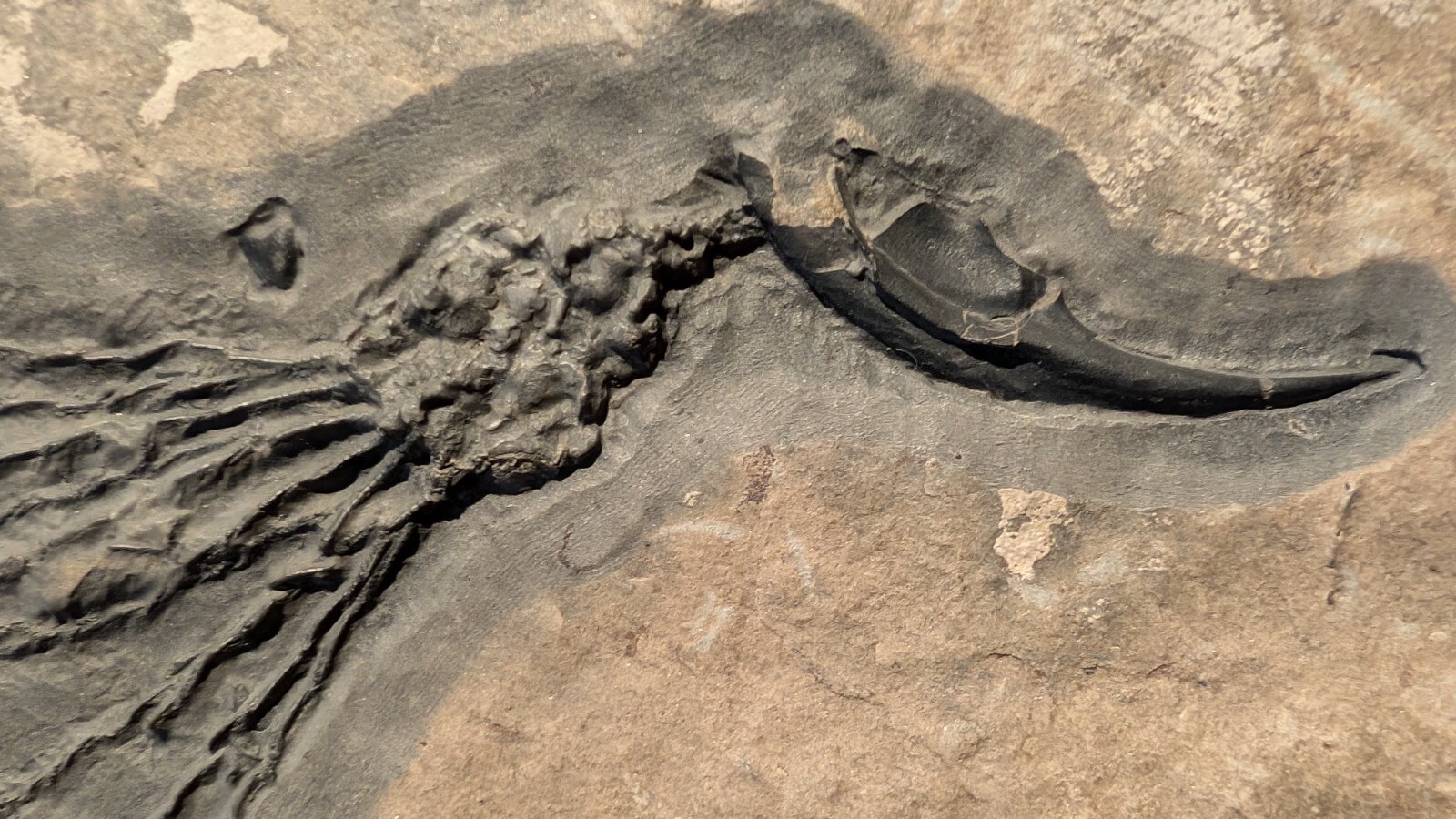 Gogia granulosa Fossil Wheeler/Marjum Formation, Utah Cambrian Proto-echinoderm