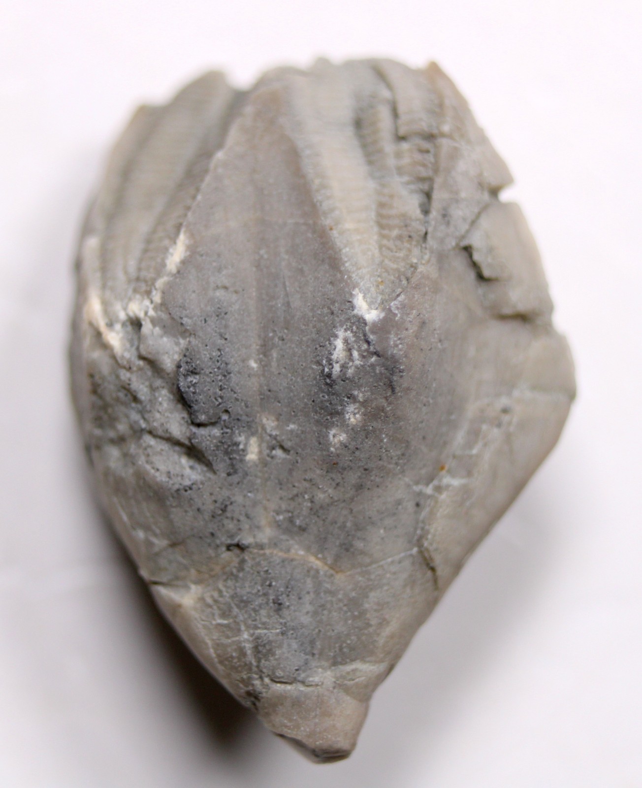 Pentremites Blastoid Fossil Kentucky Mississippian Glen Dean Fm Carboniferous