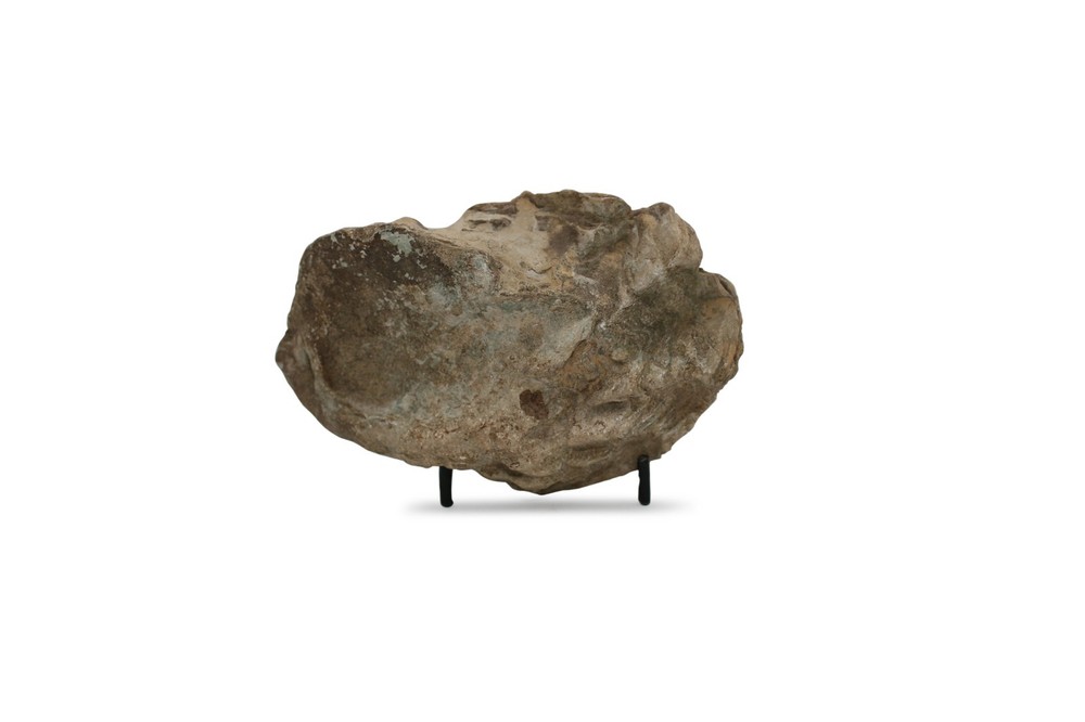 Texas Oyster Fossil