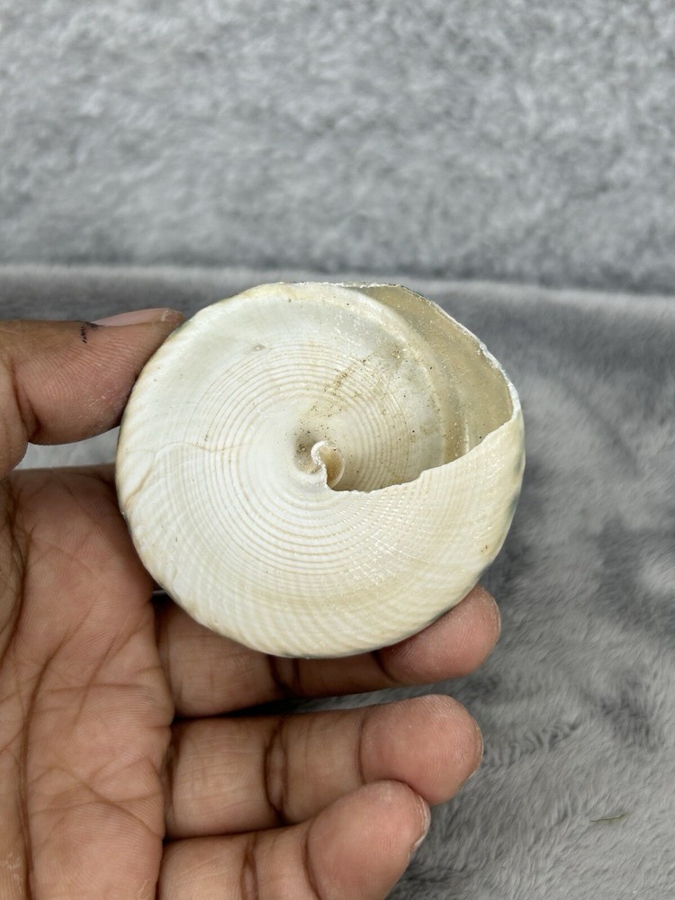 Indo Pacific Large Top Shell Trochus Niloticus 2.25"