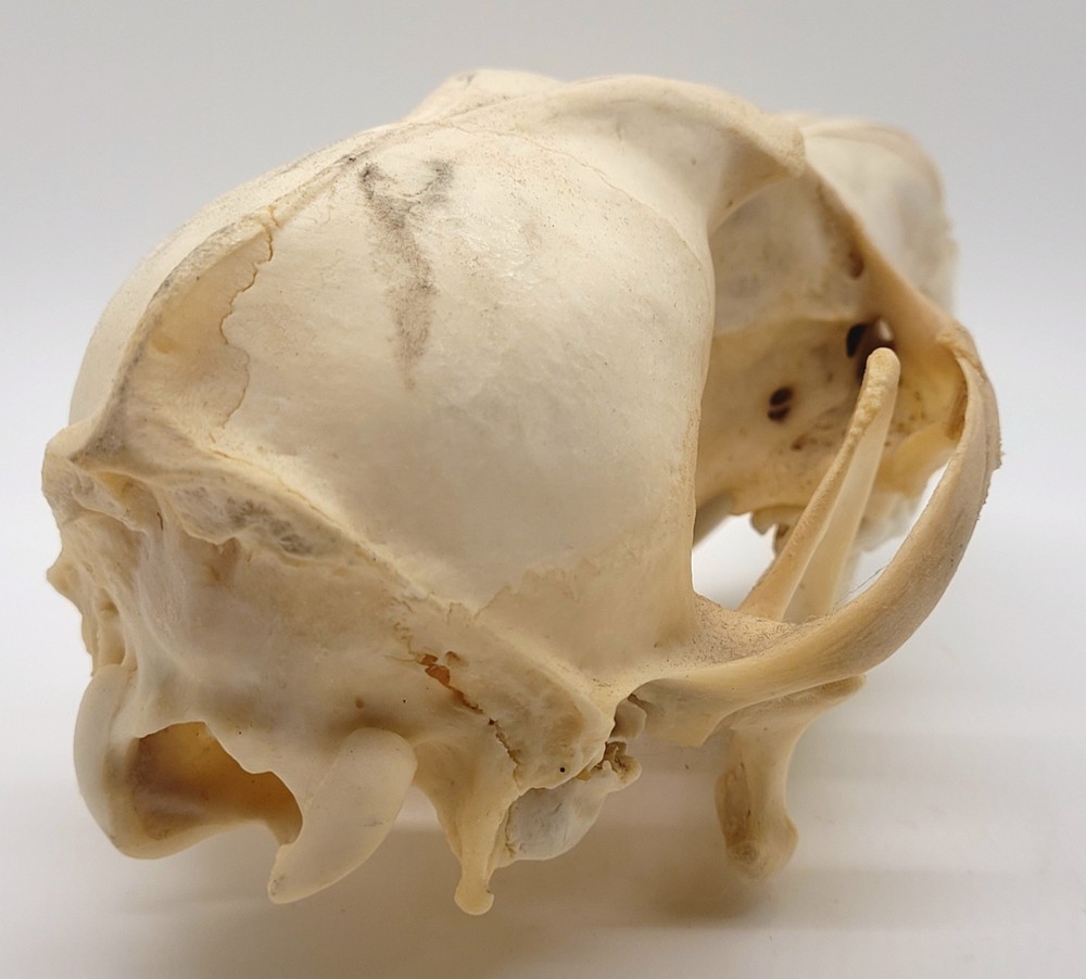 Authentic Coyote Skull, Excellent Condition - Ethically Sourced