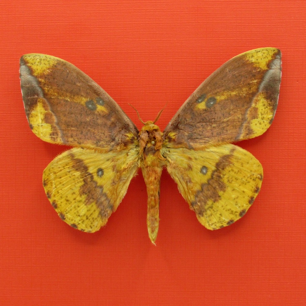 Real mounted yellow moth - Eacles ormondei peruviana - A1