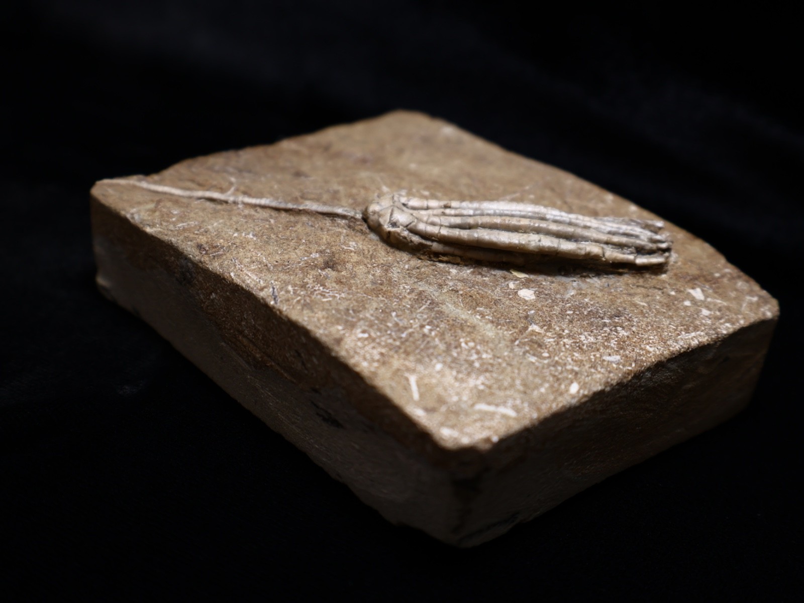 Gorgeously Detailed Scytalocrinus decadactylus Crinoid, Crawfordsville, IN