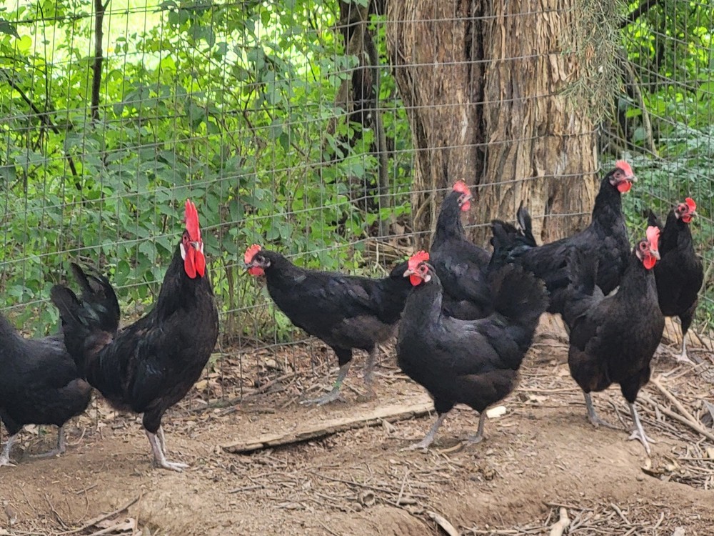 6 Rare Black Penedesenca Hatching Eggs