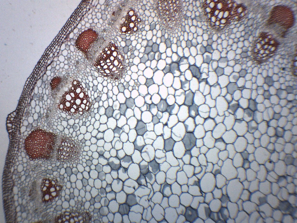 Gymnosperm & Angiosperm - Prepared Slide - 75x25mm - Eisco Labs