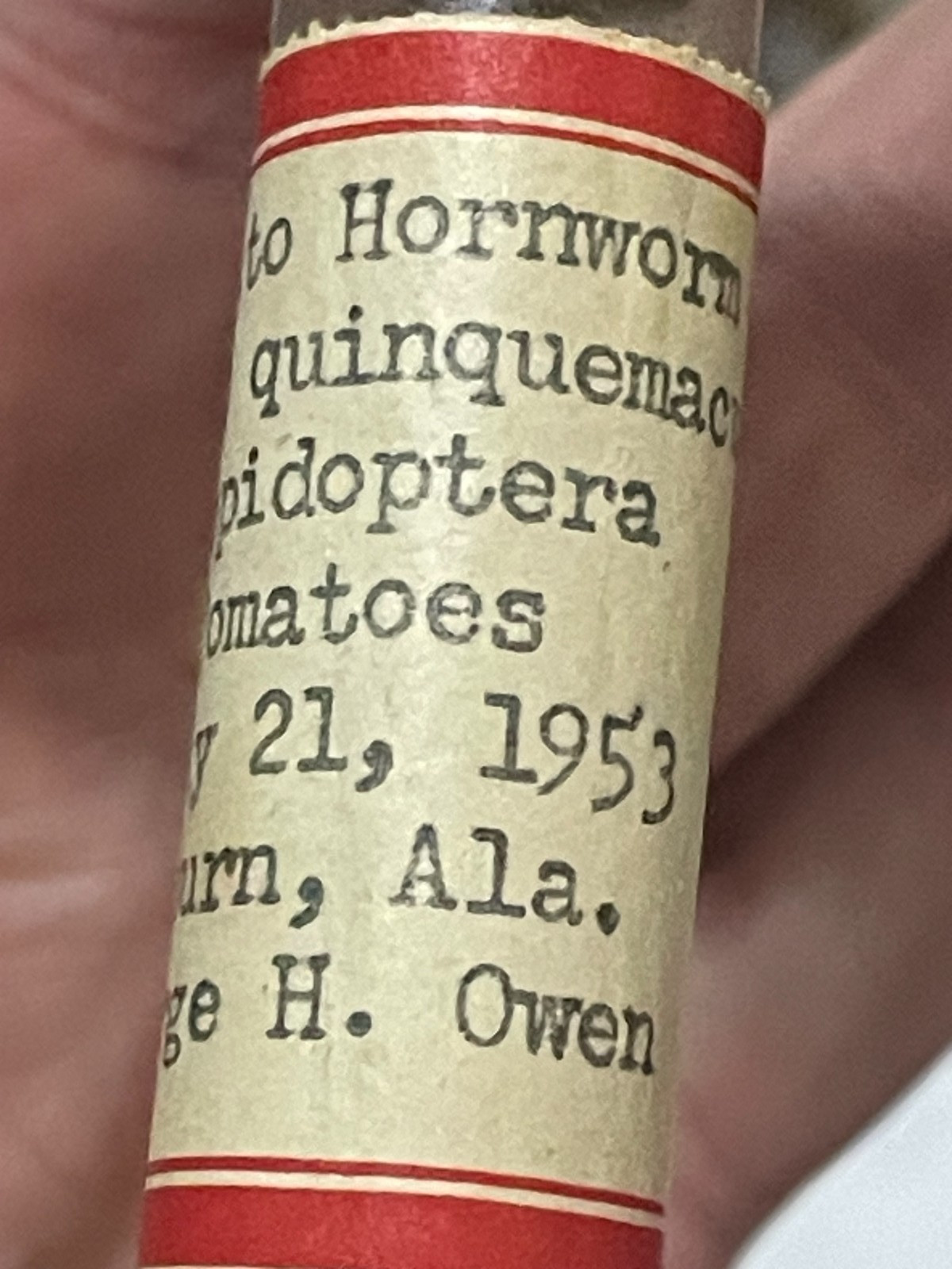 Entomology Slides Microscope Biology Insects With Box 1950's