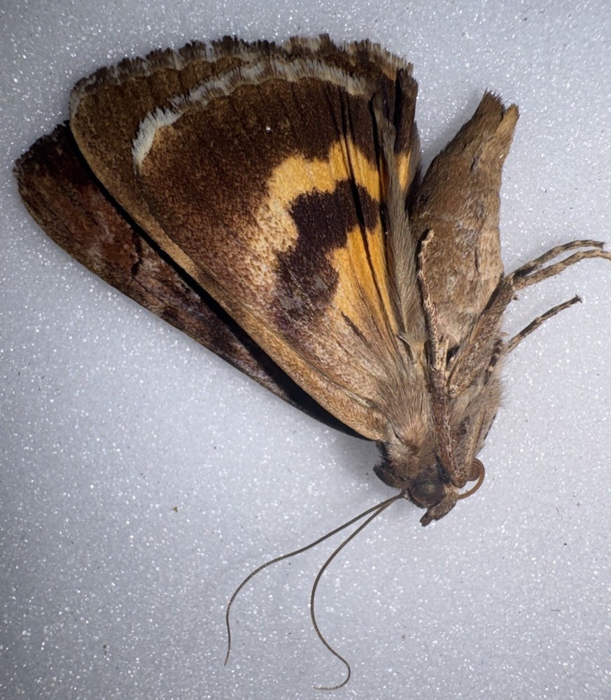 JS6 - YELLOW CATACOLA UNDERWING MOTH - 4