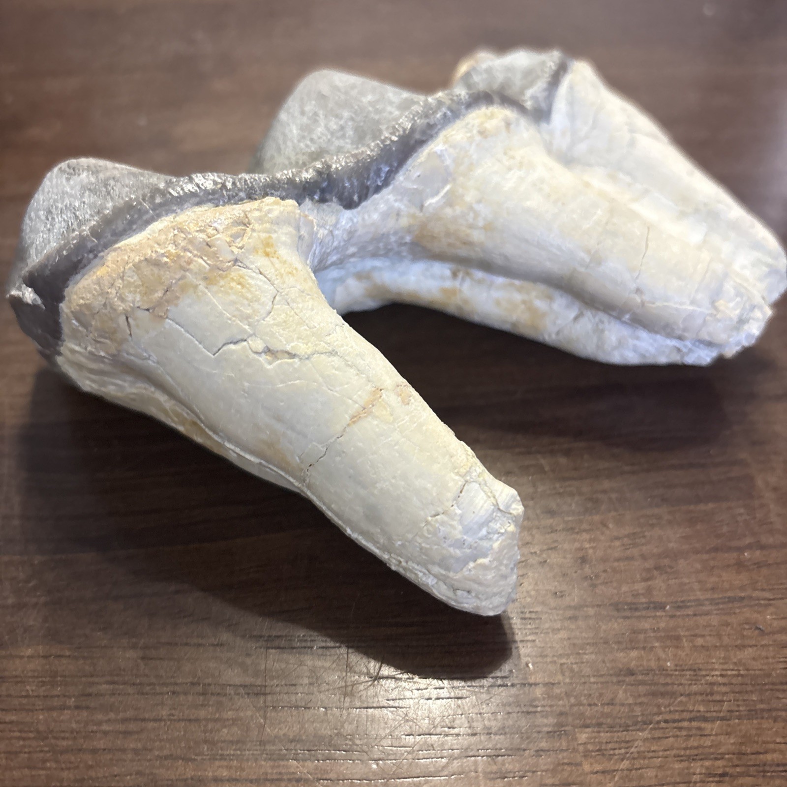 Rhino Lower molar Titanothere Late Eocene 35 Mill Fossil