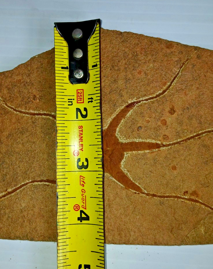 Brittlestar Starfish Fossil
