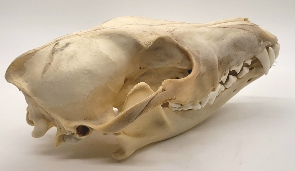 Authentic Coyote Skull, Excellent Condition - Ethically Sourced
