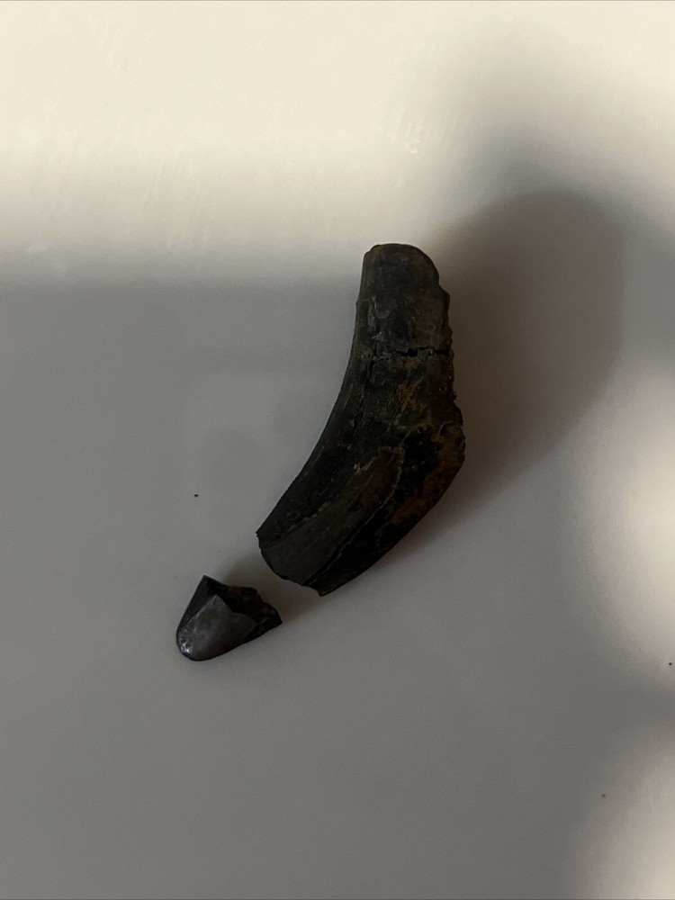T-rex tooth