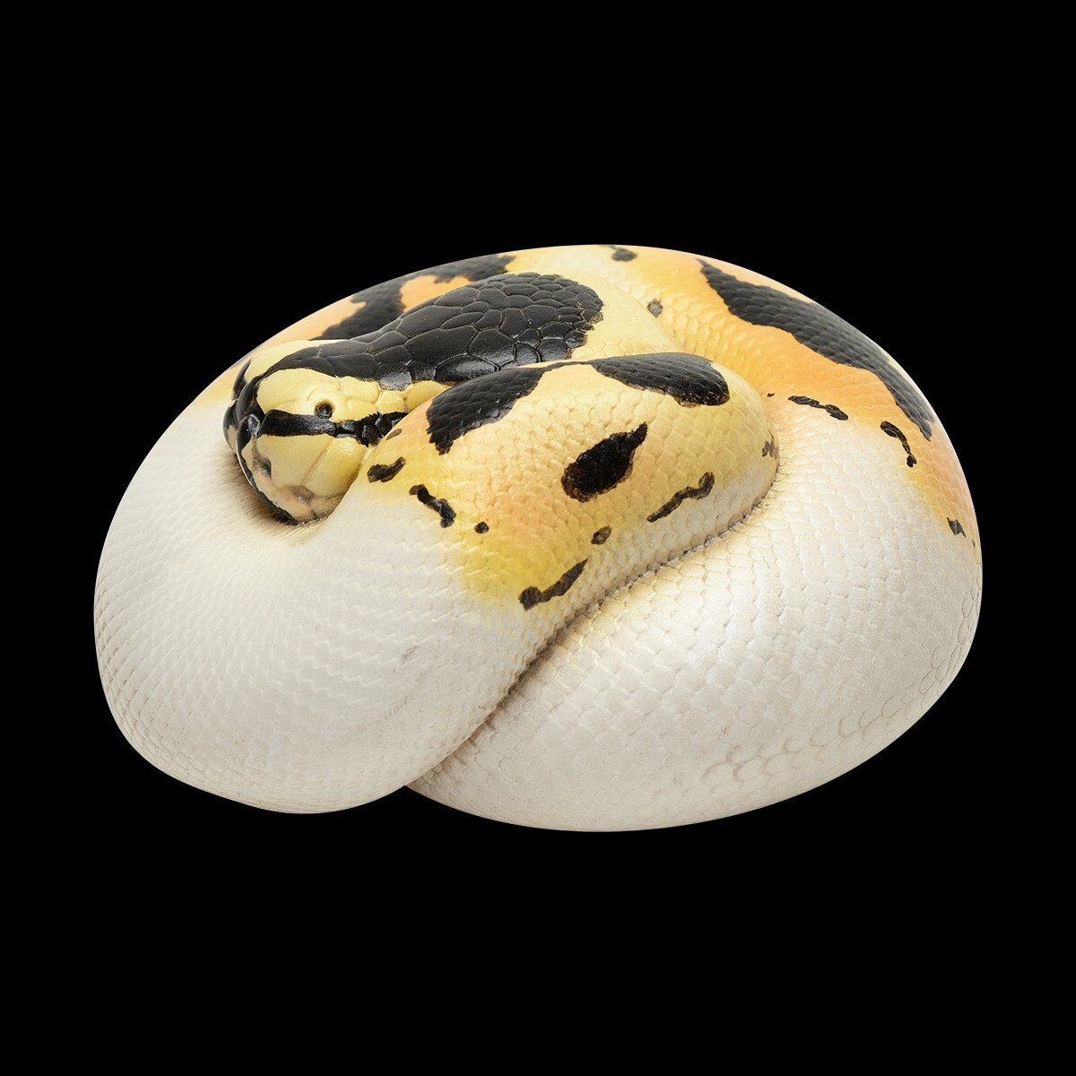 【In-Stock】 Animal Heavenly Body Pastel Pied Ball Python regius Snake Statue