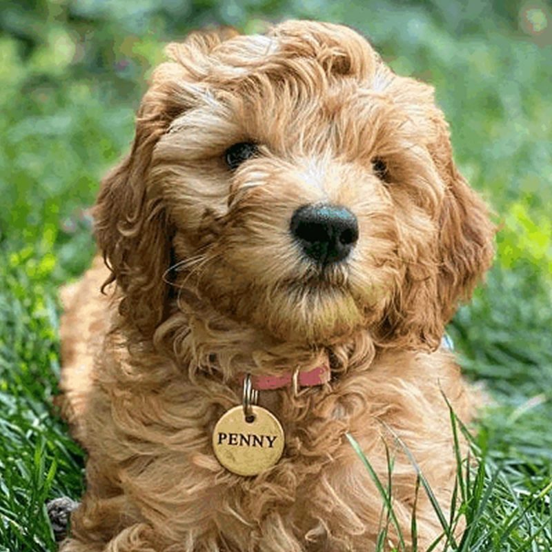 Pet Tags,Deeper Engraved,Brass Charm,Personalized Engraved Dog Cat Name ID Tag