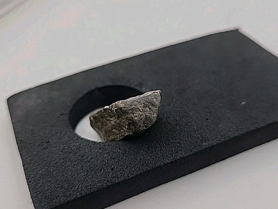 Fossil Dinosaur Permineralized Tooth T-rex 🦖
