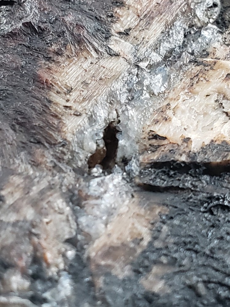 Agatized Opalized Petrified Oregon Fire-scorched Driftwood