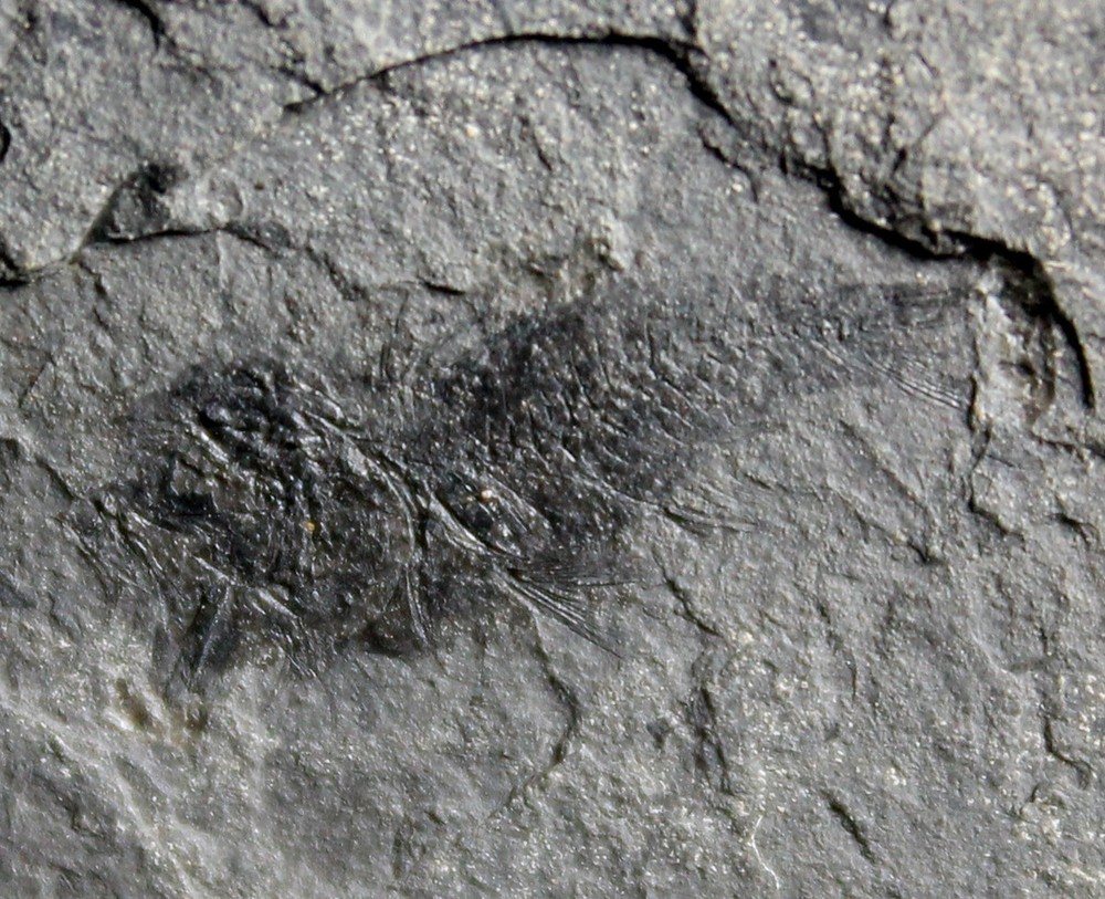 Properca sp - Oligocene fossil fish.