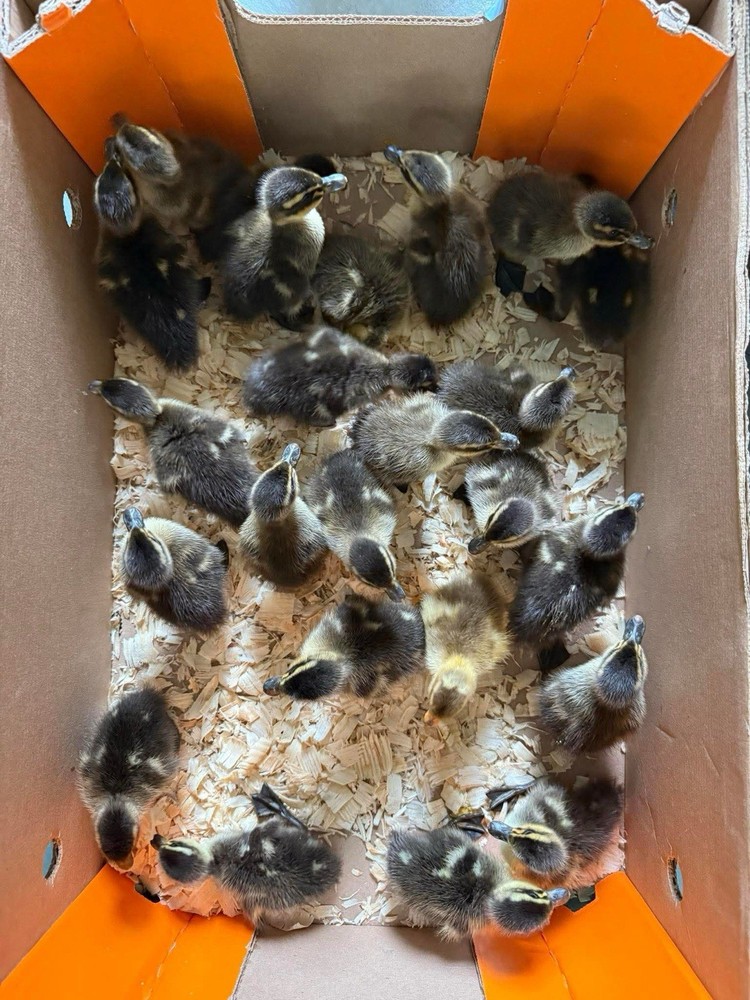 6++ Grey (Mallard) Indian Runner Duck Hatching Eggs