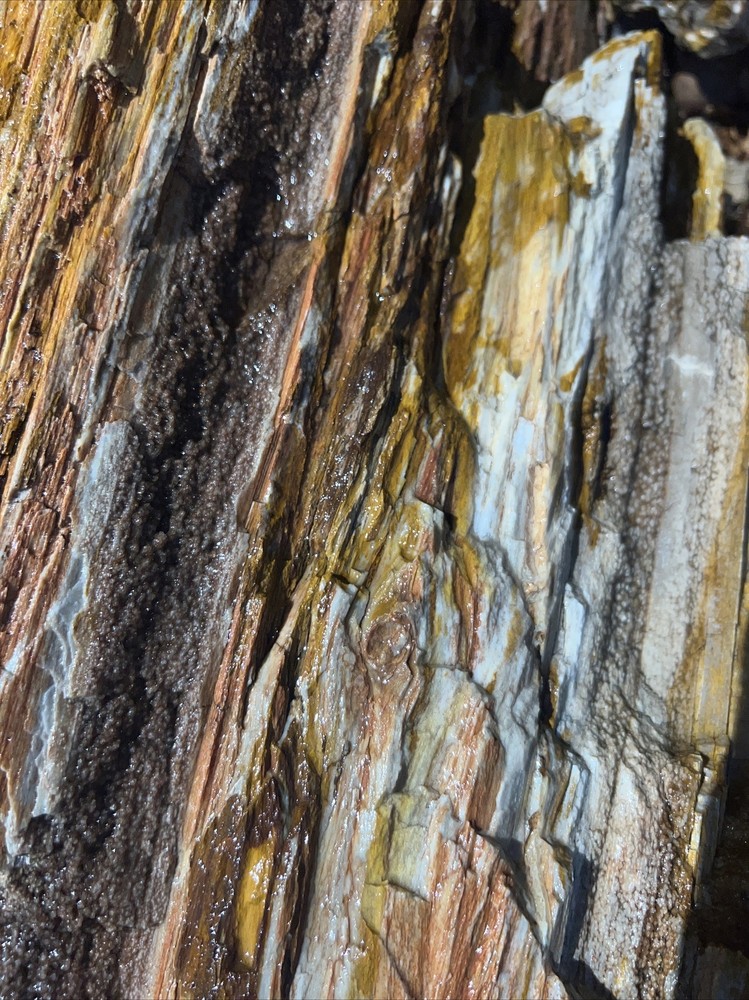 PETRIFIED LOG Large Piece.