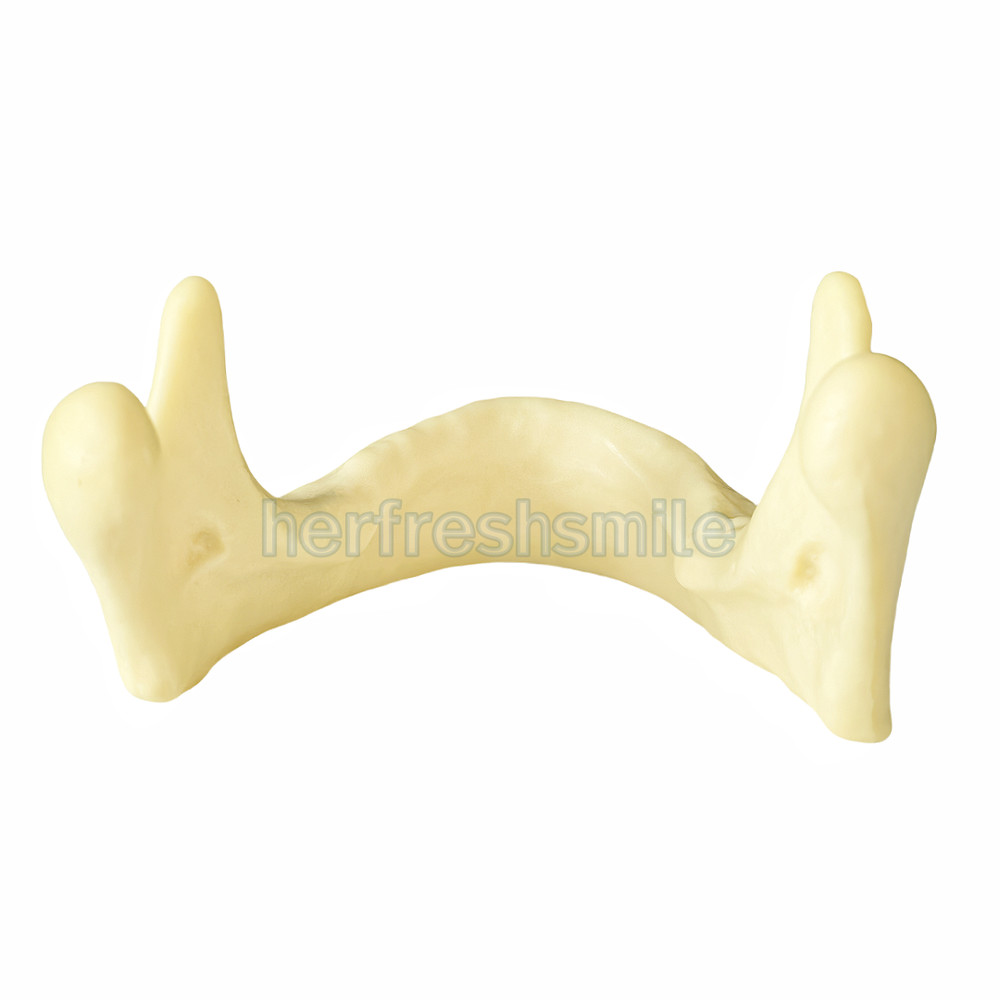 Dental Lower Mandible Jaw Model for Basic Drilling Insertion Practice M2022