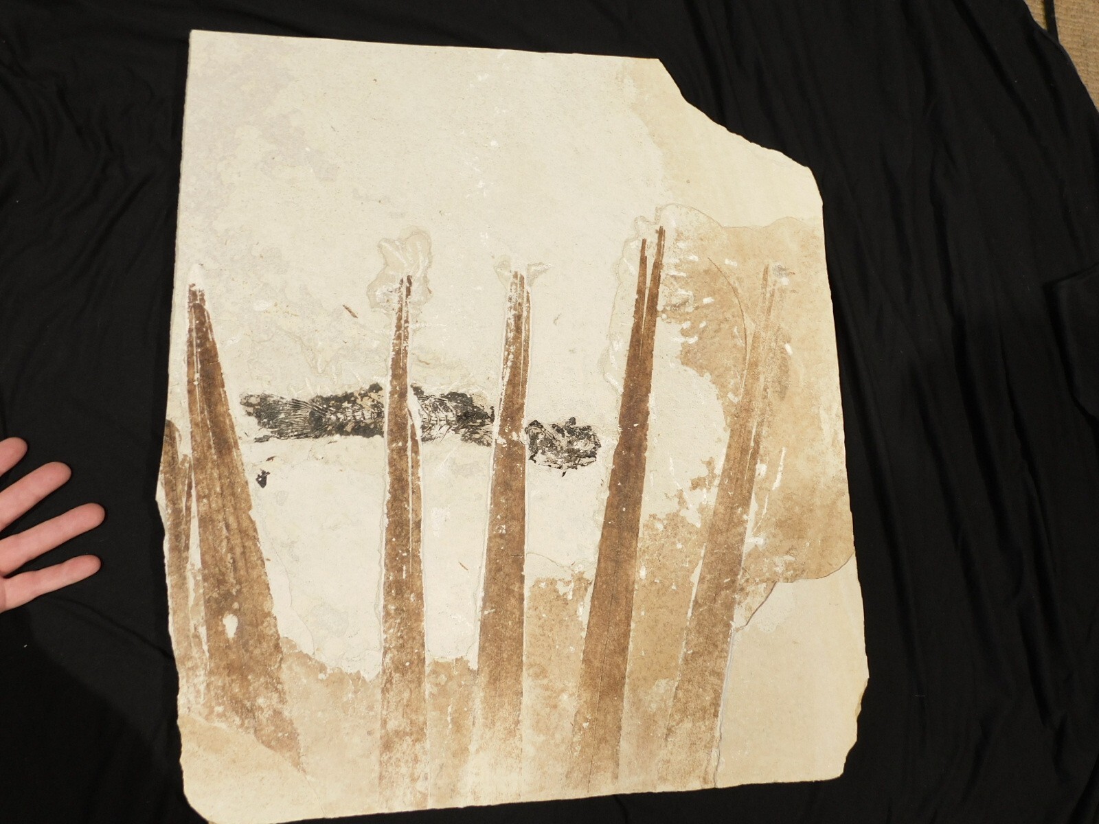 GIANT! PALM Frond Fossil With a BIG Rare Mioplosus FISH Fossil From Wyoming