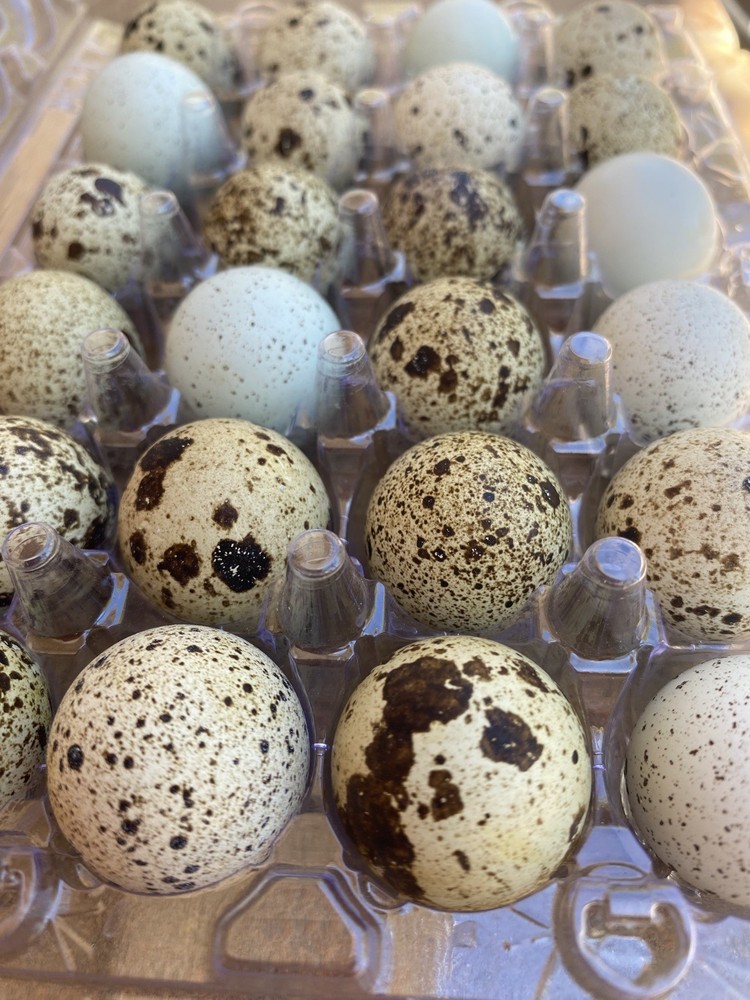 36 Coturnix Quail Hatching Eggs