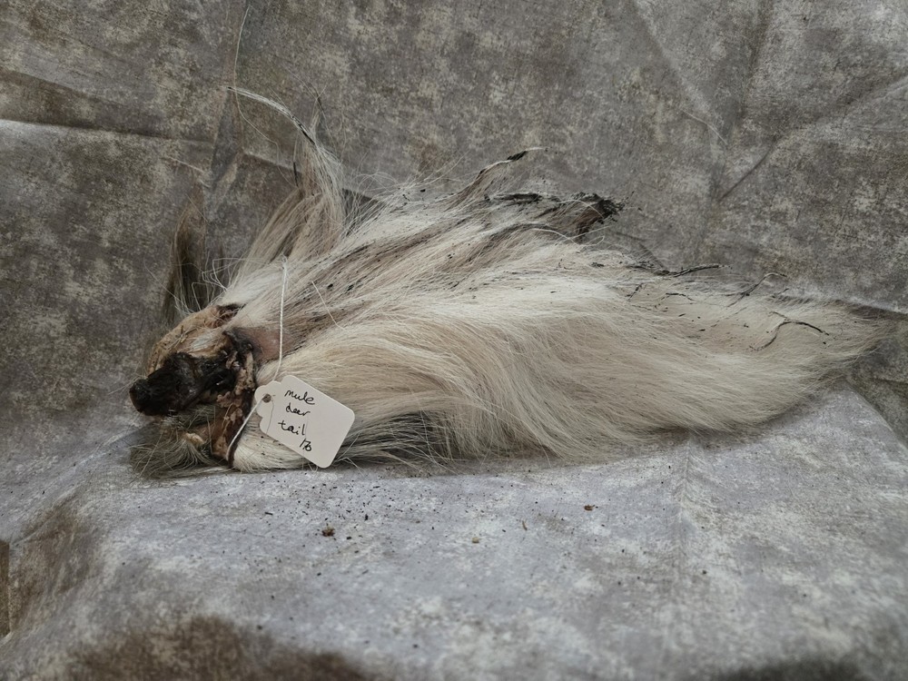 1 Dried Mule Deer Tail 170