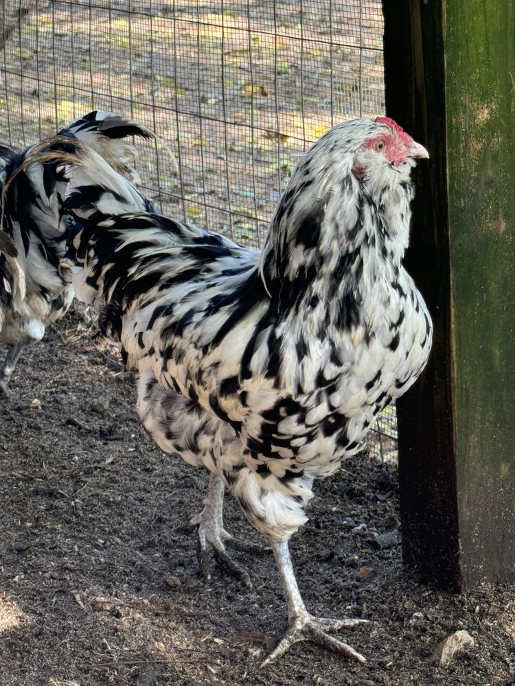 6+ Ermine ameraucana hatching Eggs