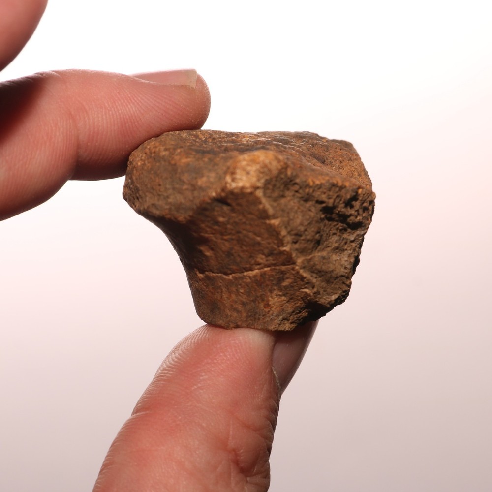 Very Nice Dinosaur Vertebrae Process Bone Fossil Hell Creek Formation Cretaceous