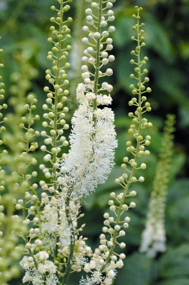 Black Cohosh (Actaea racemosa) | Bare-root