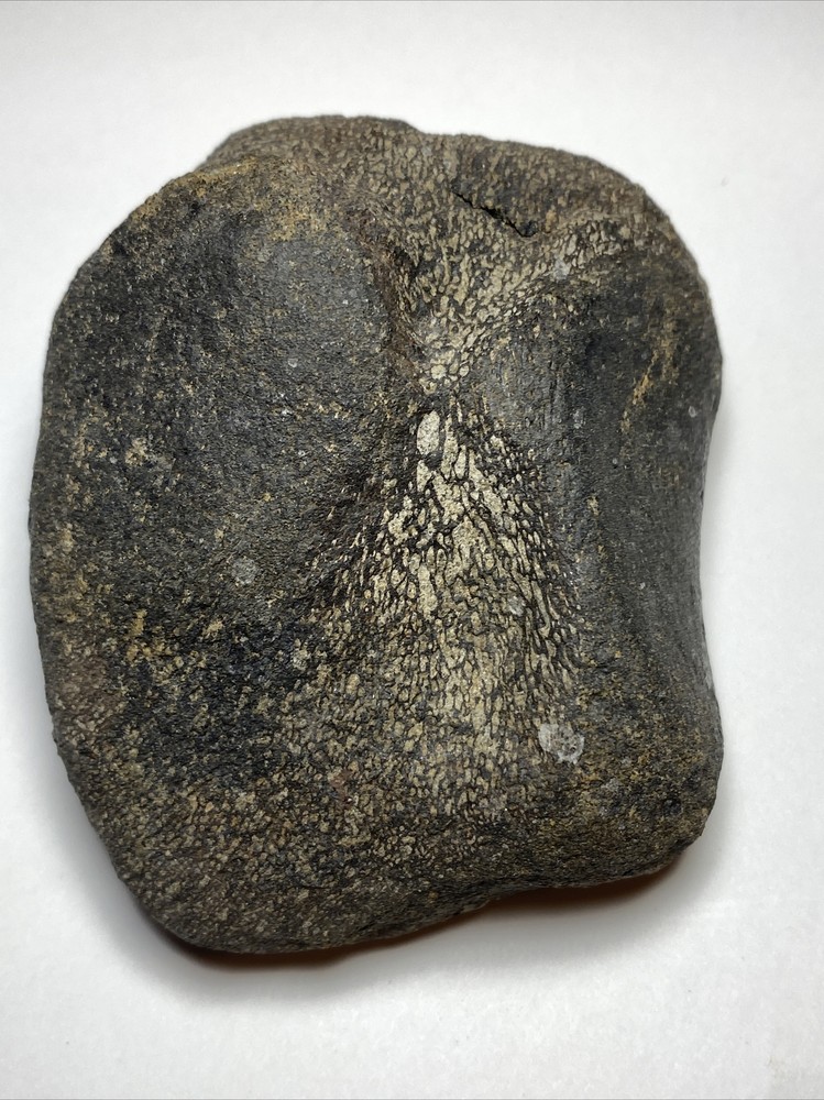 Dinosaur Vertebrae