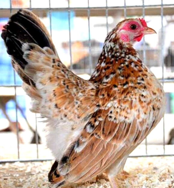 8 NPIP/AI CLEAN SERAMA BANTAM HATCHING EGGS ●SHOW QUALITY●MICRO MINI TEA CUP