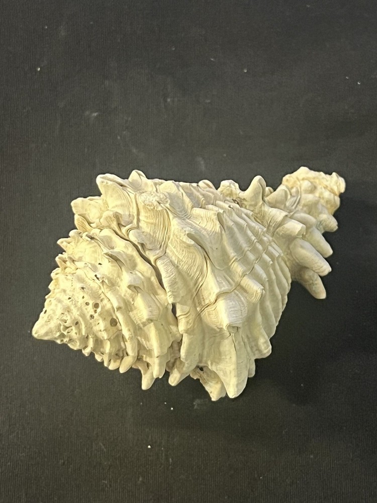 EXTINCT Fossilized VASE Shell From Central Florida, Pliocene Era.