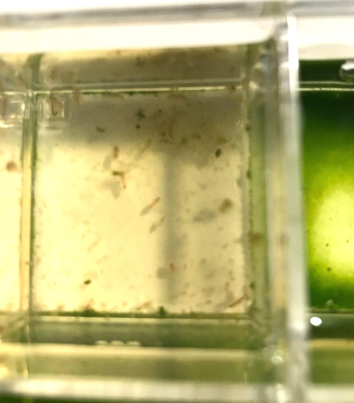 Live Daphnia magna=Water Fleas-live food*indoor container sustainable production