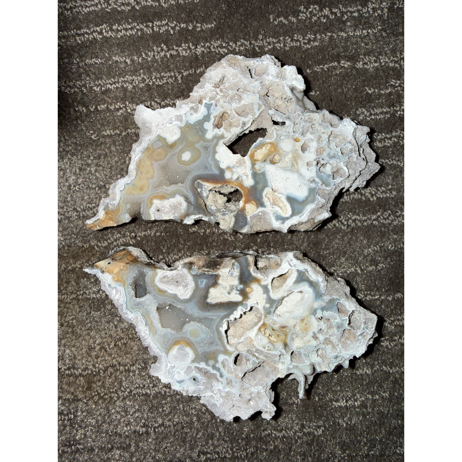 Druzy BLUE Agatized Coral Geode Pair Aucilla River Florida Fluorescent