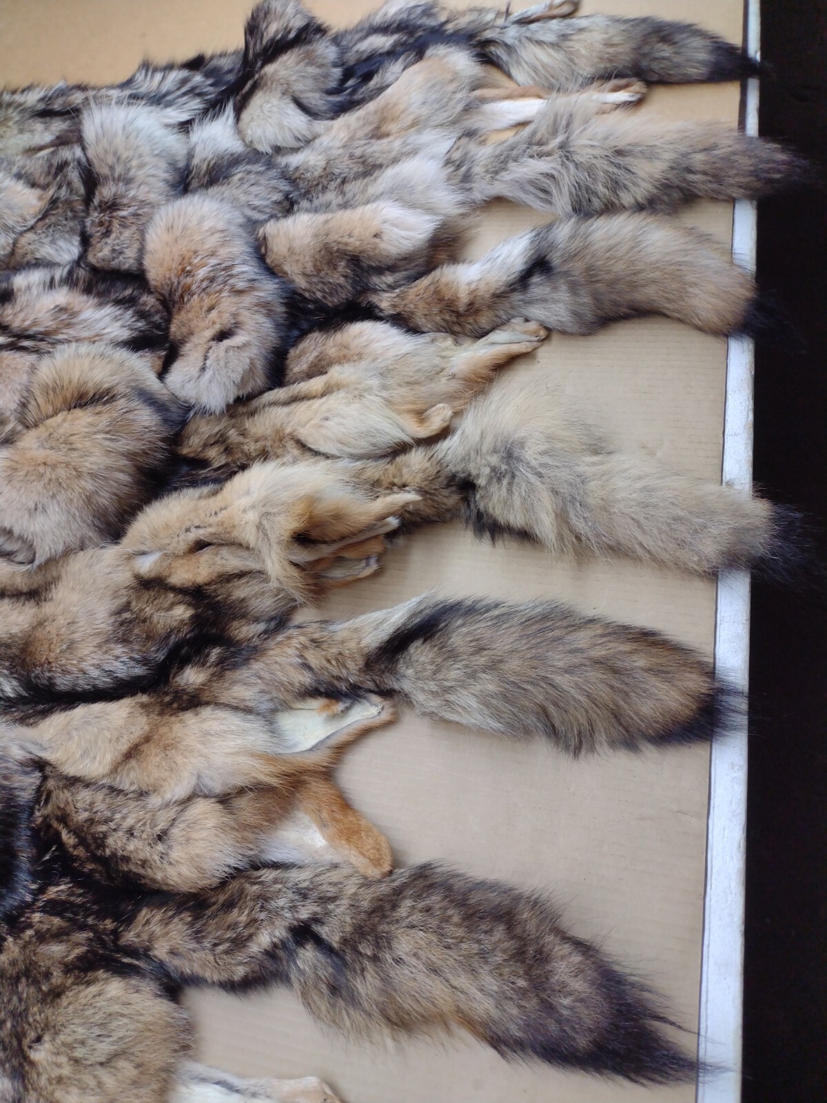 Tanned Eastern XXL Semi-Hvy Coyote Hide #1 Full Tail Grade/Furs/Taxidermy/Crafts