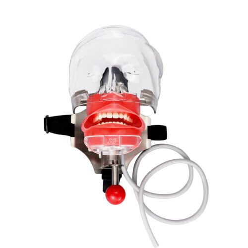 US Dental Simulator Mannequin Head Teeth Model Bench-Mounted for Dental Training