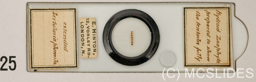 Vintage microscope slide: E Hinton hydroid zoophyte medusae polyp tentacles