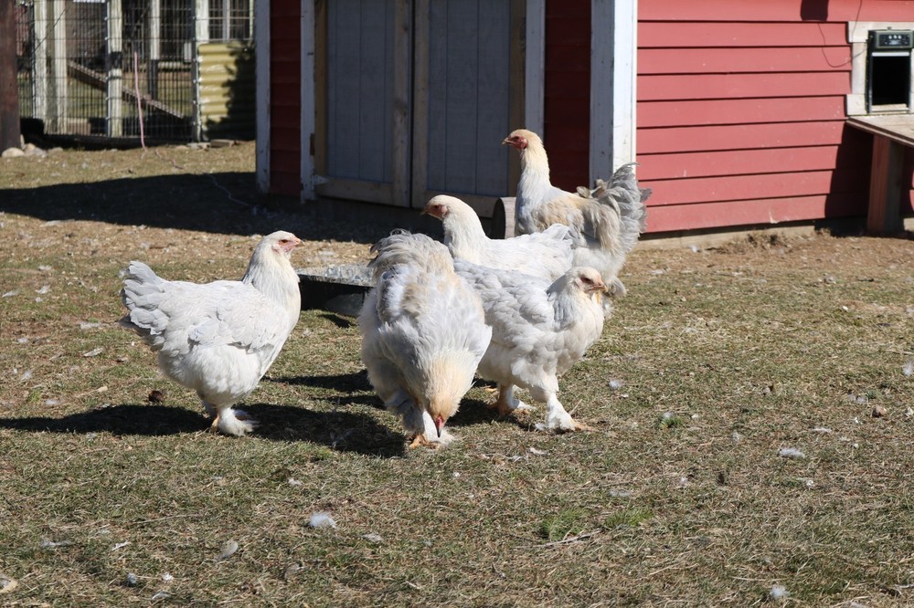 12+ Isabel Large Breed Brahma Hatching Eggs