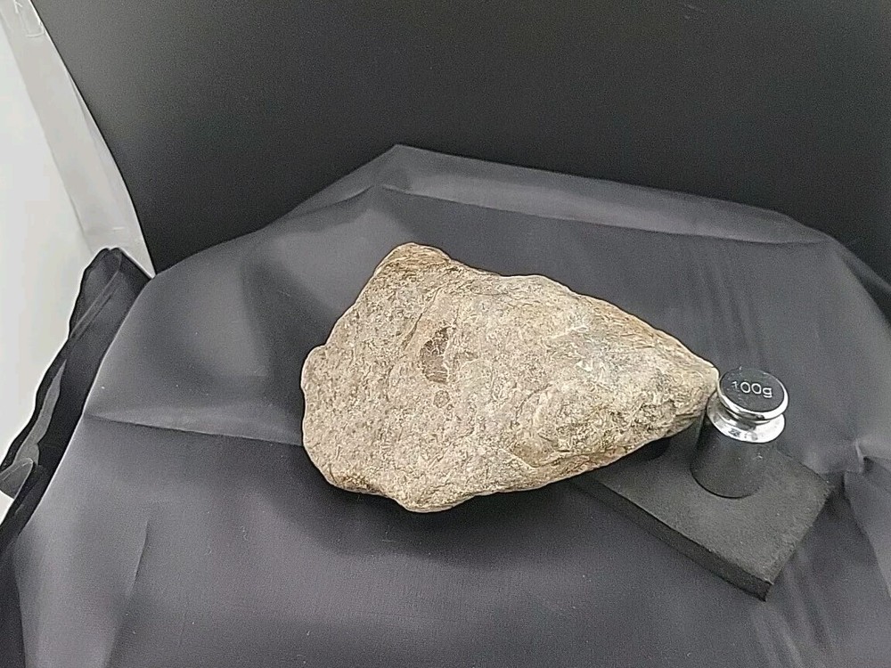 fossilized clam shell