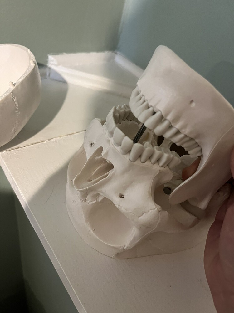Dental School Training Artificial Head Plastic Removable
