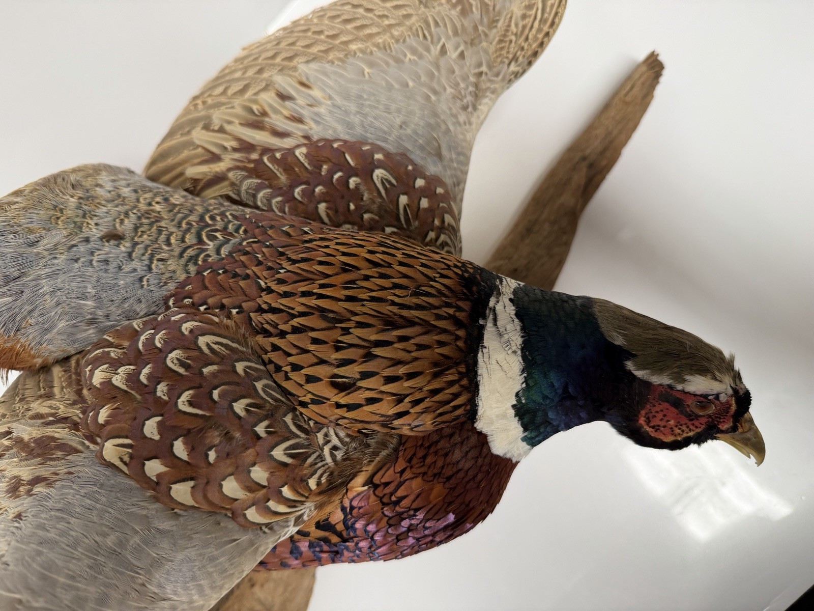 Pheasant Wall Mount Taxidermy Real Skin Flying Ring Neck Rooster On Wood Vintage