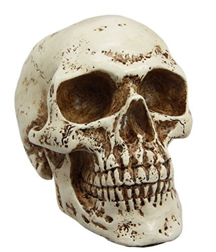 Small Skull Head Statue Cold Cast Resin Figurine 3.5" Tall